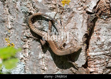 Lucertola murale comune (Podarcis muralis) che sorge su un tronco di alberi nell'Italia centrale, in Europa Foto Stock