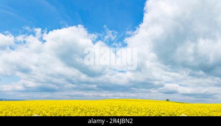 Grande panorama di paesaggio con campo di fiori gialli sotto un bel cielo blu con nuvole bianche in primavera Foto Stock
