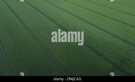 Vista aerea dei binari in un campo di grano verde in primavera Foto Stock