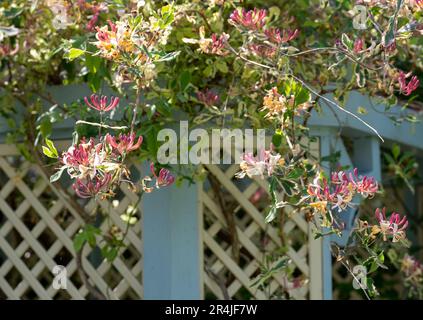 Incredibile rosa limonata honeysuckle climbing pianta che cresce in West Green House giardino in Hampshire, Regno Unito Foto Stock