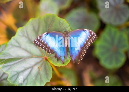 Primo piano di una bella farfalla tropicale marrone e blu nel Giardino Botanico di Praga, in Europa Foto Stock