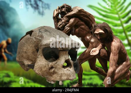 Homo erectus è una specie di ominidi estinta appartenente al genere Homo. Originariamente era chiamato Pithecanthropus e Giava man. Foto Stock