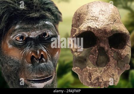 L'Homo habilis è una specie estinta di ominidi appartenente al genere Homo.ha vissuto tra 2,4 e 1,44 milioni di anni fa nell'Afri orientale e meridionale Foto Stock