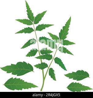 Neem Tree lascia illustrazione vettoriale fogli di Neem medicinali Illustrazione Vettoriale