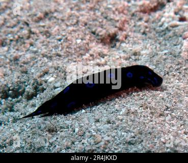 Un Chelidonura del Mar Rosso (Chelidonura livida) nel Mar Rosso, Egitto Foto Stock