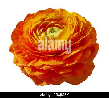 Fiori di Ranunculus arancione isolati su bianco. Ranunculus asiaticus fiore buttercup isolato. Oggetto con tracciato di ritaglio. Foto Stock