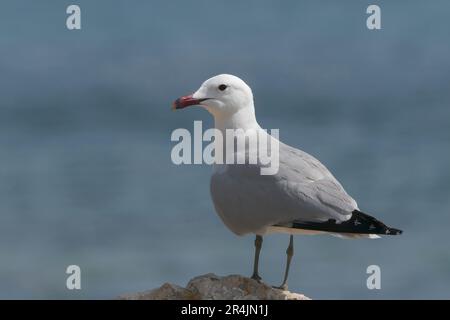 Gabbiano di Audouin, Icthyaetus audouinii, adulto singolo in piedi sulla roccia vicino al mare, Isola di Cabrera, Maiorca, Isole Baleari, Spagna Foto Stock