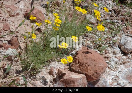 La foglia natia di cinque aghi, distopia dorata o dogweed, è un perenne o subarbusto nella famiglia delle Asteraceae. Situato lungo il sud-ovest degli Stati Uniti Foto Stock