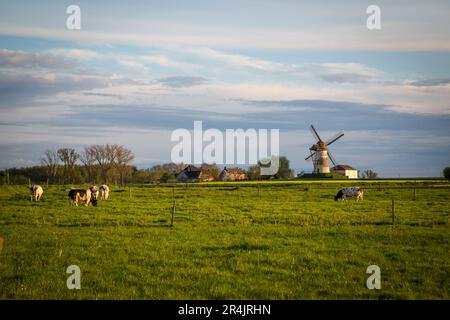 Un branco di bovini belgi blu nelle Fiandre orientali in un idilliaco giorno primaverile, sullo sfondo c'è un mulino a vento Foto Stock