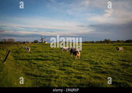 Un branco di bovini belgi blu nelle Fiandre orientali in un idilliaco giorno primaverile, sullo sfondo c'è un mulino a vento Foto Stock
