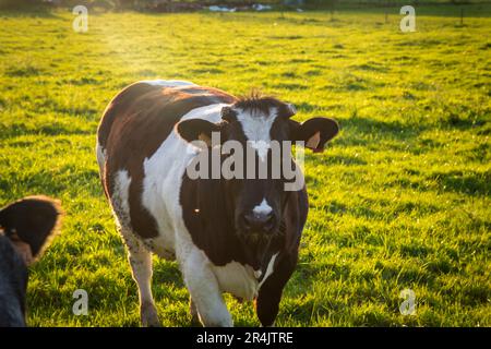 Il bestiame blu belga nelle Fiandre orientali in un idilliaco giorno primaverile Foto Stock