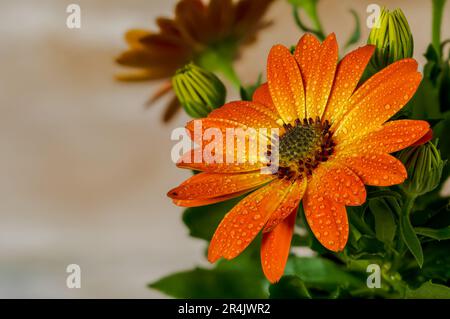 Daisy africano, Osteospermum, fiori delicati nei colori caldi e soleggiati, petali arancioni bicolore, petali gialli con gocce d'acqua, un ornamentale spettacolare Foto Stock