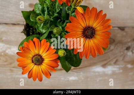 Daisy africano, Osteospermum, fiori delicati nei colori caldi e soleggiati, petali arancioni bicolore, petali gialli con gocce d'acqua, un ornamentale spettacolare Foto Stock