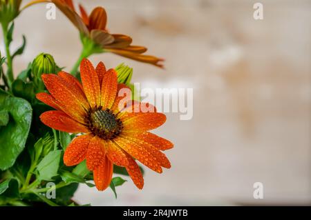 Daisy africano, Osteospermum, fiori delicati nei colori caldi e soleggiati, petali arancioni bicolore, petali gialli con gocce d'acqua, un ornamentale spettacolare Foto Stock