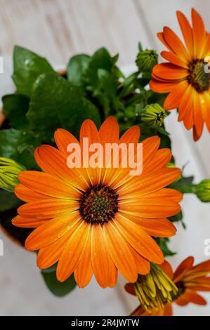 Daisy africano, Osteospermum, fiori delicati nei colori caldi e soleggiati, petali arancioni bicolore, petali gialli con gocce d'acqua, un ornamentale spettacolare Foto Stock