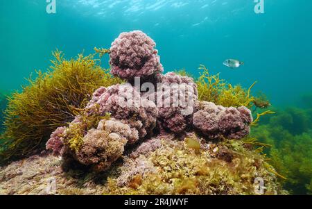 Jania rubens alghe, le sottili alghe coralline sott'acqua nell'oceano Atlantico, scena naturale, Spagna, Galizia Foto Stock