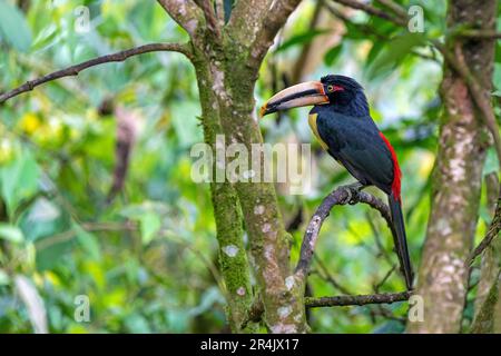 Aracari pallidi mandibled (Pteroglossus eritrypygius), Foresta di Mindo Cloud, Ecuador Foto Stock