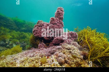 L'alghe rossa Jania rubens, l'erbaccia di corallo dalle sottili perline, sott'acqua nell'oceano Atlantico, scena naturale, Spagna, Galizia Foto Stock