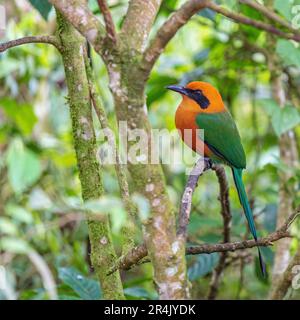 Largo fatturato Motmot (Electron Platyrhynchum), Mindo Cloud Forest, Ecuador. Foto Stock