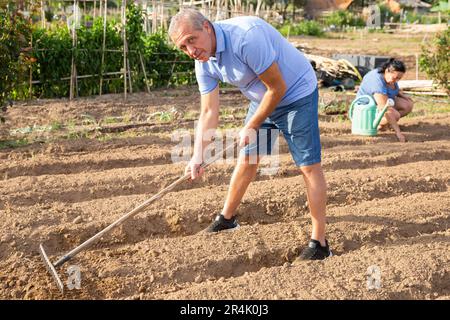 Uomo anziano che rastrema terreno su patch in orto Foto Stock