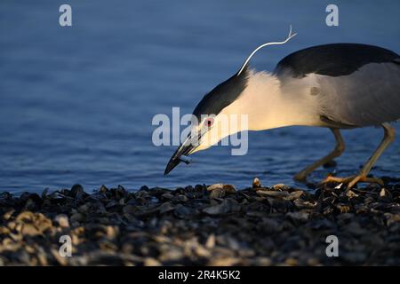 Nero-incoronato notte Heron - Nycticorax nycticorax pescato nel Bill Foto Stock