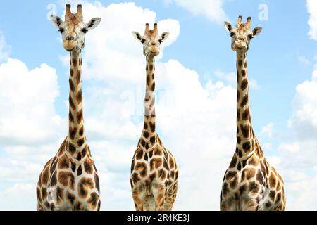 Gruppo di carine giraffe contro cielo nuvoloso. Fauna africana Foto Stock