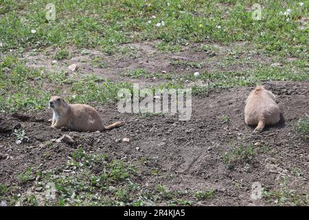 Vista dei cani Prarie nel parco nazionale Badlands nel South Dakota Foto Stock