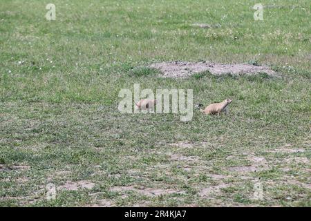 Vista dei cani Prarie nel parco nazionale Badlands nel South Dakota Foto Stock