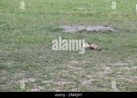Vista dei cani Prarie nel parco nazionale Badlands nel South Dakota Foto Stock