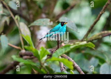 Maschio verde honeyresuperriduttore (Chlorophanes spiza), Mindo Cloud Forest, Ecuador. Foto Stock