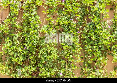 Creeping Vines on Wall Foto Stock