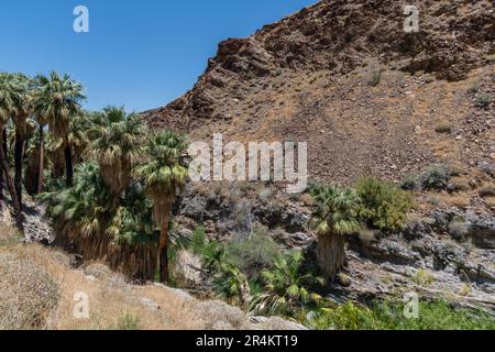 vista panoramica del Palm Canyon a Palm Springs, California meridionale Foto Stock