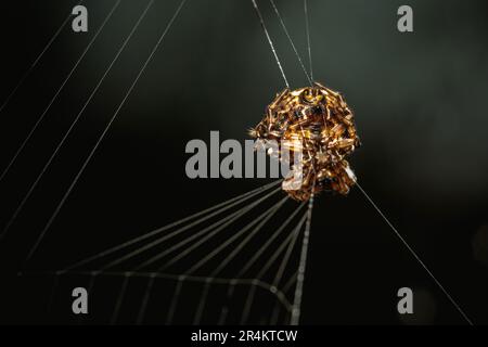 Spiny Orb Weaver sul web in natura, Macro foto di insetto in natura e fuoco selettivo. Foto Stock