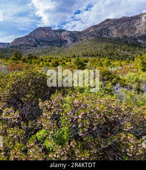 Manzanita cespugli a Bloom sul Eagles Nest Trail, Spring Mountains National Recreation Area, Nevada, USA Foto Stock