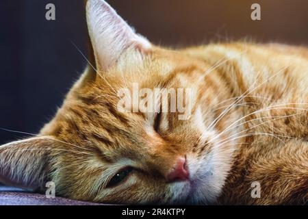 Un gatto si trova sul divano. Gatto domestico dei capelli lunghi su un divano. Un gatto zenzero che si rilassa sul divano nel soggiorno. Carino gatto lanuginoso si trova sul divano. Il tabby era incantevole Foto Stock