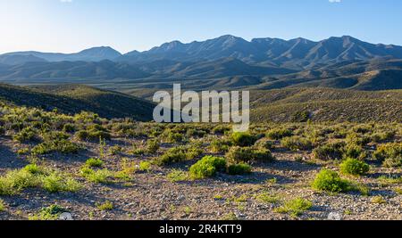 La catena montuosa la Madre, Red Rock Canyon National Conservation Area, Nevada, USA Foto Stock