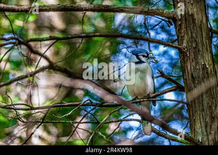 Jay blu su un ramo nella foresta. Uccelli del Canada. In una foresta canadese, ho incontrato un uccello, il simbolo della squadra di baseball Blue Jay di Toronto. Foto Stock