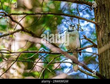 Jay blu su un ramo nella foresta. Uccelli del Canada. In una foresta canadese, ho incontrato un uccello, il simbolo della squadra di baseball Blue Jay di Toronto. Foto Stock