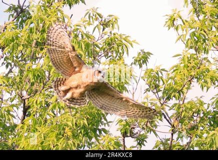 Gran-cornuto Owl bambino volare nella foresta, Quebec, Canada Foto Stock