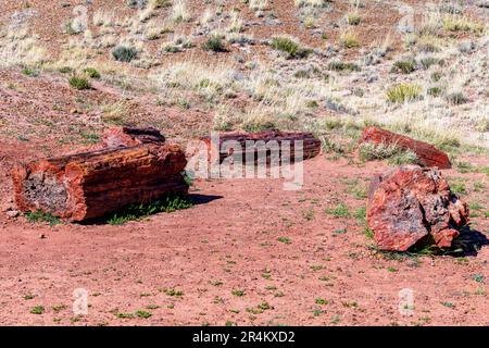Bei raffreddori negli alberi pietrificati nel Parco Nazionale della Foresta pietrificata Foto Stock