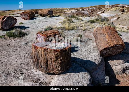 Bei raffreddori negli alberi pietrificati nel Parco Nazionale della Foresta pietrificata Foto Stock