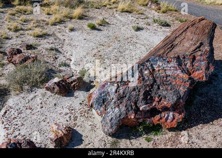 Bei raffreddori negli alberi pietrificati nel Parco Nazionale della Foresta pietrificata Foto Stock