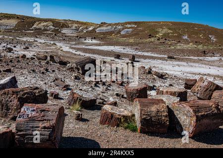 Bei raffreddori negli alberi pietrificati nel Parco Nazionale della Foresta pietrificata Foto Stock
