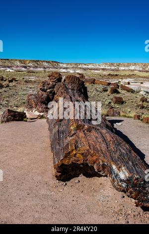 Bei raffreddori negli alberi pietrificati nel Parco Nazionale della Foresta pietrificata Foto Stock