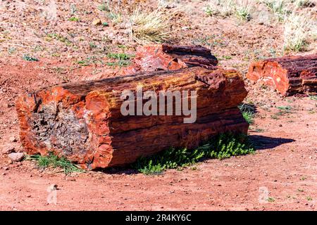 Bei raffreddori negli alberi pietrificati nel Parco Nazionale della Foresta pietrificata Foto Stock