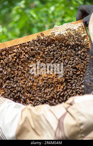 Struttura a nido d'ape con api sulle mani di un apicoltore Foto Stock