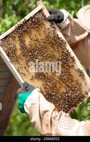 Gestione della molla dell'alveare. apicoltore che ispeziona l'alveare delle api e prepara l'apiario per la stagione estiva. Apicoltura Foto Stock
