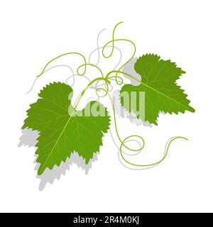 Foglie verdi di uva con tendoli ramificati. Vinificazione, giardinaggio e agricoltura. Vettore cartoon isolato su sfondo bianco Illustrazione Vettoriale