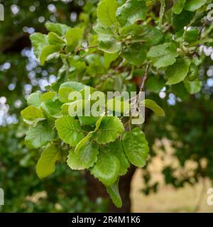 Il Quercus ithaburensis, il monte Tabor, è un albero della famiglia dei faggi. Fotografato nella valle di Jezreel, Israele nel mese di maggio Foto Stock