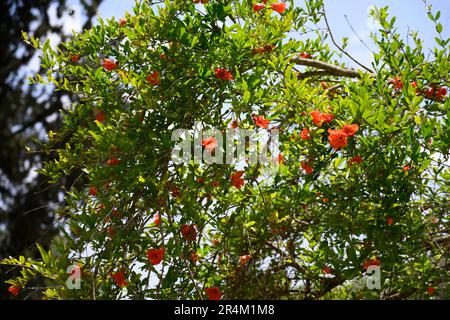 Fiori rossi su un arbusto melograno naturale. Fotografato nella valle di Jezreel, Israele nel mese di maggio Foto Stock